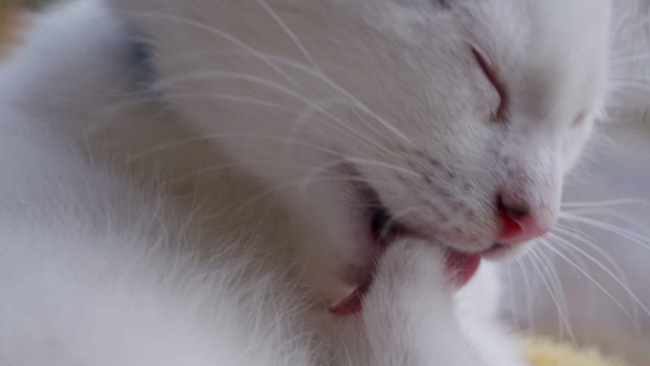 White kitten close-up licking itself; pet animal grooming
