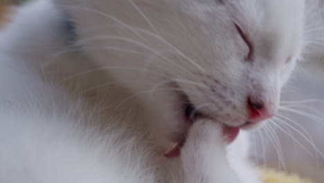 White-kitten-close-up-licking-itself;-pet-animal-grooming