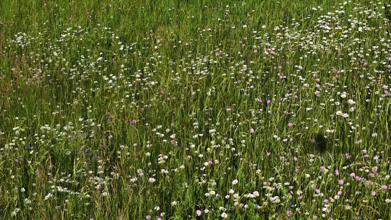 Static wide shot of a vibrant summer meadow filled with blooming wildflowers and green grass.