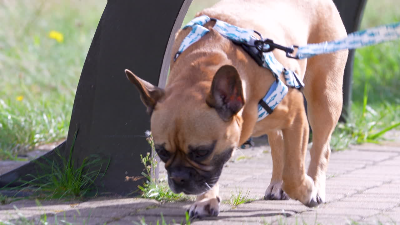 Um buldogue francês na coleira explora e cheira o chão gramado durante uma caminhada em um dia ensolarado de outono em Jurata, Polônia.