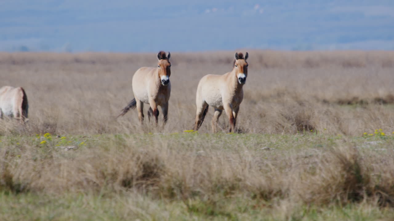grupo de caballos salvajes przewalski pastando y de pie en la pradera