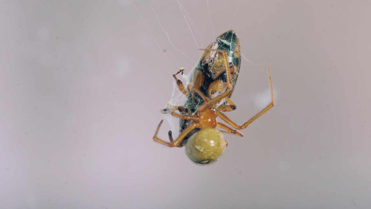 Ekstrem makro-nærbillede, der viser detaljerne af en edderkop, der bruger sine ben til at pakke et grønt insekt ind i silke. Naturoptagelse i høj detalje, der viser teksturen af spindelvævet og edderkoppens anatomi.