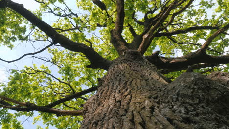 large oak tree with lush green canopy