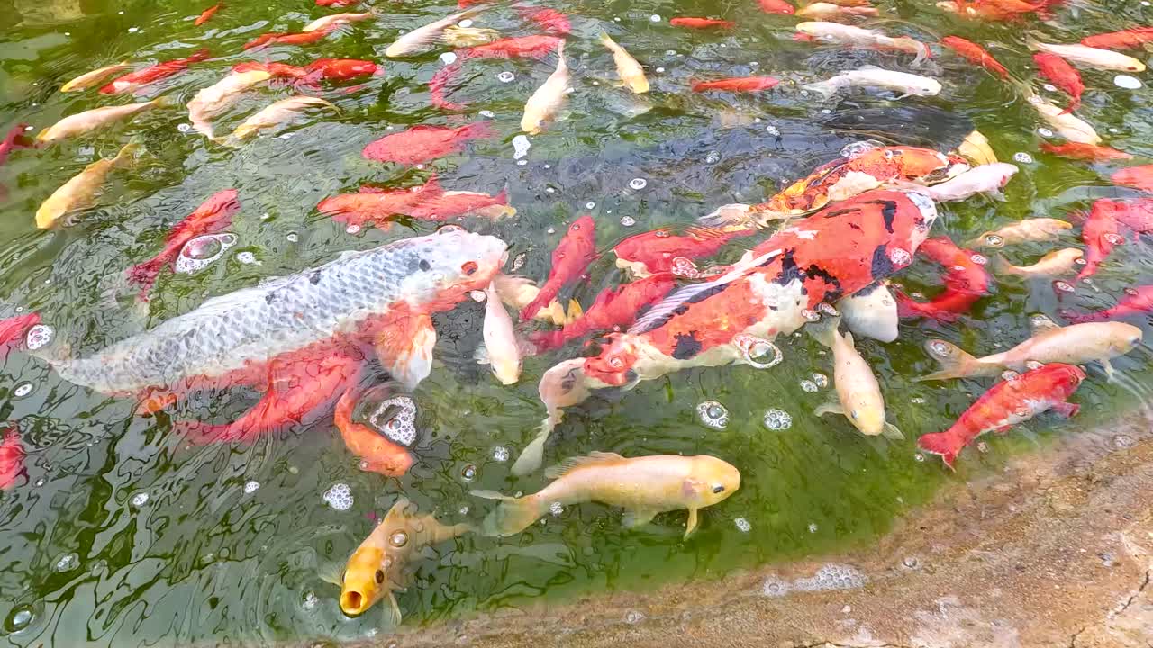 Numerous koi fish of various colors swim actively near the water’s surface in a sunlit outdoor pond, captured from a top-down perspective