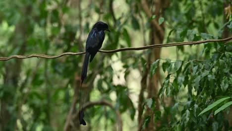 mayor drongo de cola de raqueta, dicrurus paradiseus, tailandia