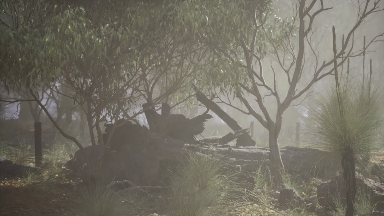 Wild kangaroo resting in a misty forest during early morning sunlight