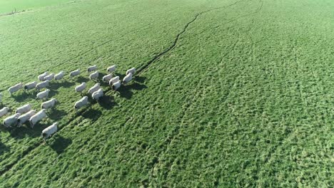 Close-up-drone-shot-of-sheep-running-through-a-meadow,-the-drone-follows-the-sheep-for-a-little-while-but-pans-out-to-a-wide-shot