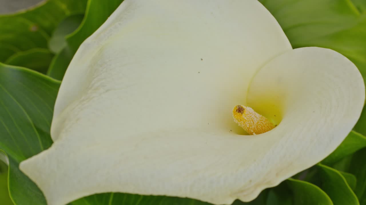 Kalla med en hvit blomst, grønne blader og gul kolbe i skyggen