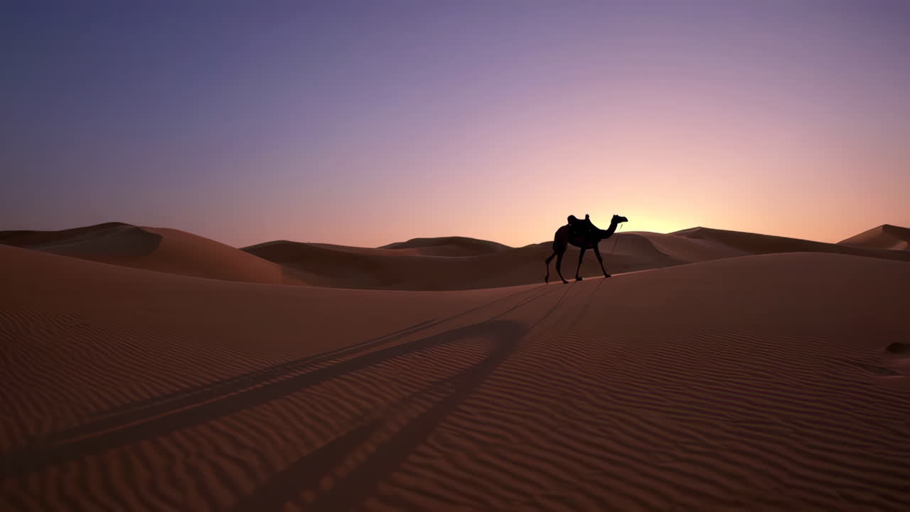 Cammello nel deserto all'alba
