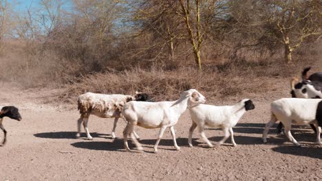 un gran rebaño mixto de ovejas y cabras caminan juntos por un camino de tierra en un paisaje desolado