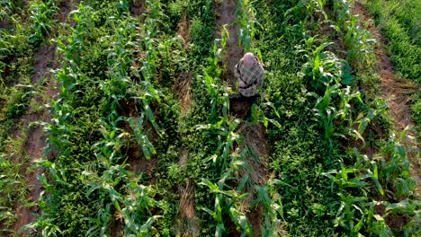 Toma-Aérea-De-Un-Agricultor-Que-Inspecciona-Los-Cultivos-De-Maíz-Al-Atardecer-Usando-Una-Tableta-En-El-Campo