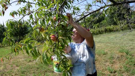 Frau-Pflückt-Naturfrüchte-Von-Einem-Baum