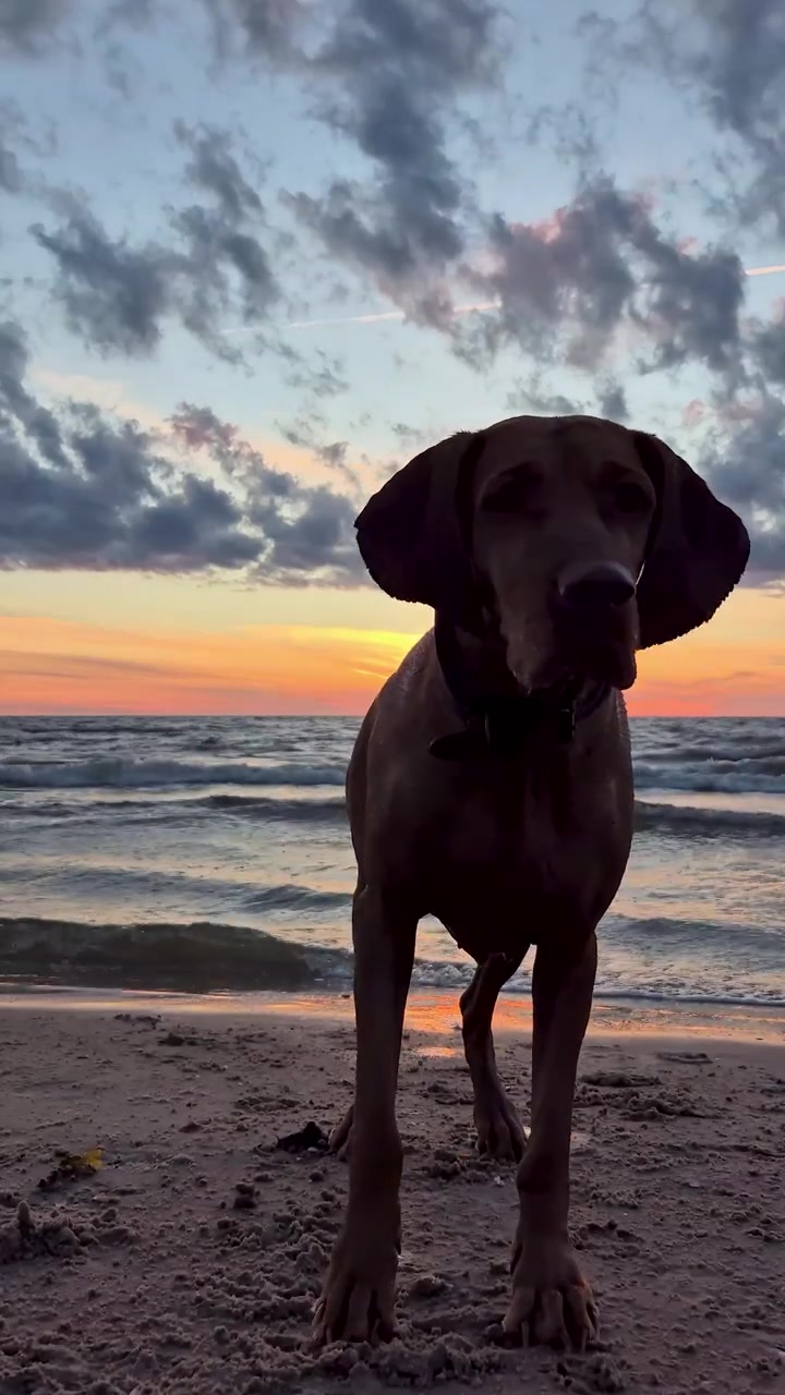 Altın Rengi Gün Batımında Denizde Oynayan, Dalgaların Arasından Zıplayan ve Yaz Akşamının Keyfini Çıkaran Macar Vizsla Köpeği. Mutlu, Aktif Köpek Anlarını, Doğayı, Okyanusu, Plajı ve Gün Batımı Işığını Yakalayan Statik Video.