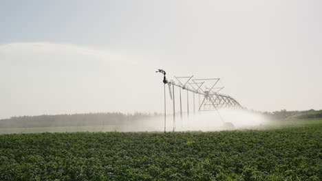 los chorros de agua se vierten sobre los arbustos de lechuga verde
