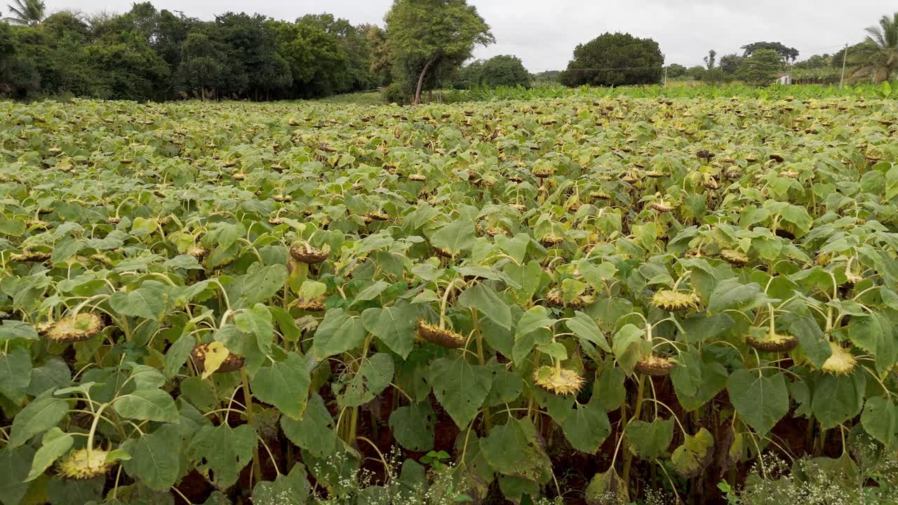 Agricultural field of dry ripe sunflower ready for harvest at sunny autumn day, drone view focusing on the texture of the drying sunflower oil seeds