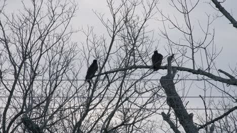 two vultures perched on a dying tree branch