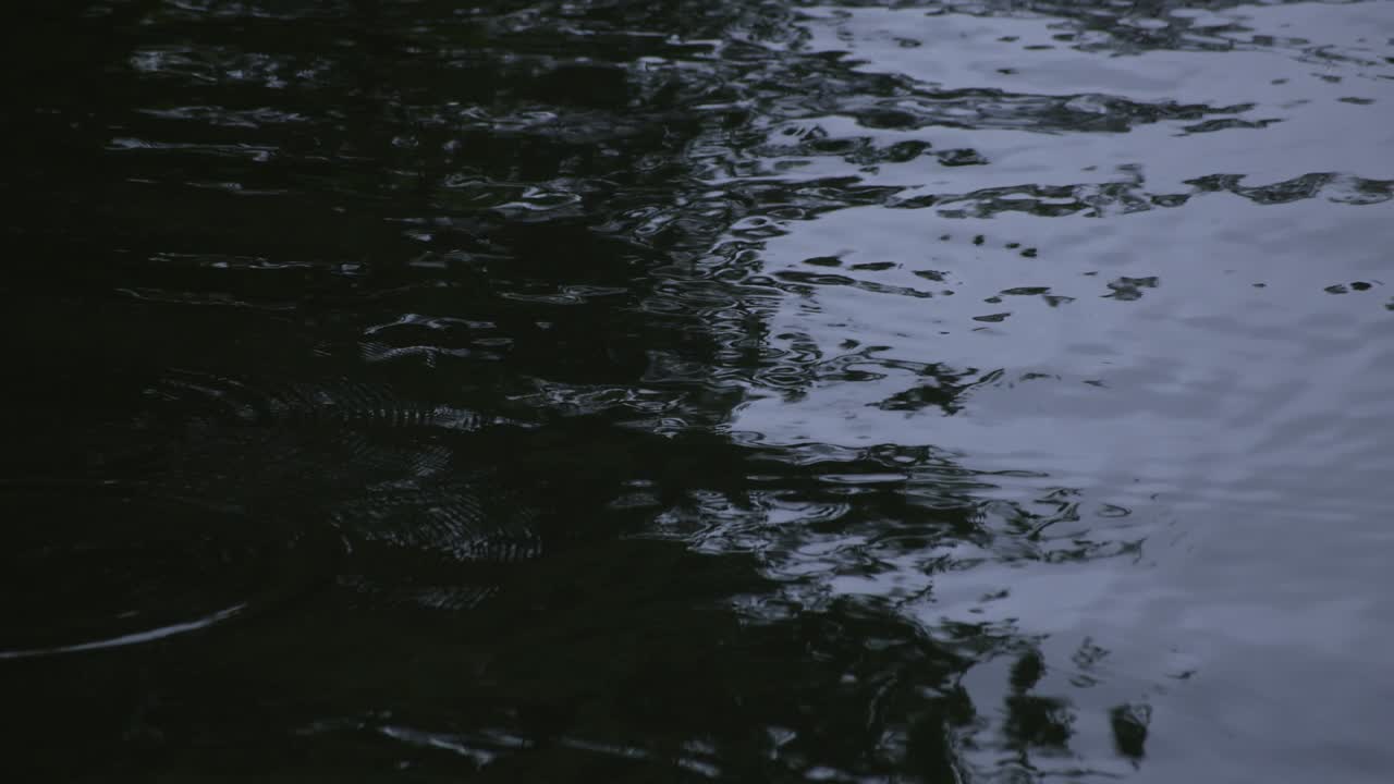 물속의 방울의 느린 움직임 연못의 비가 오는 날 클로즈업