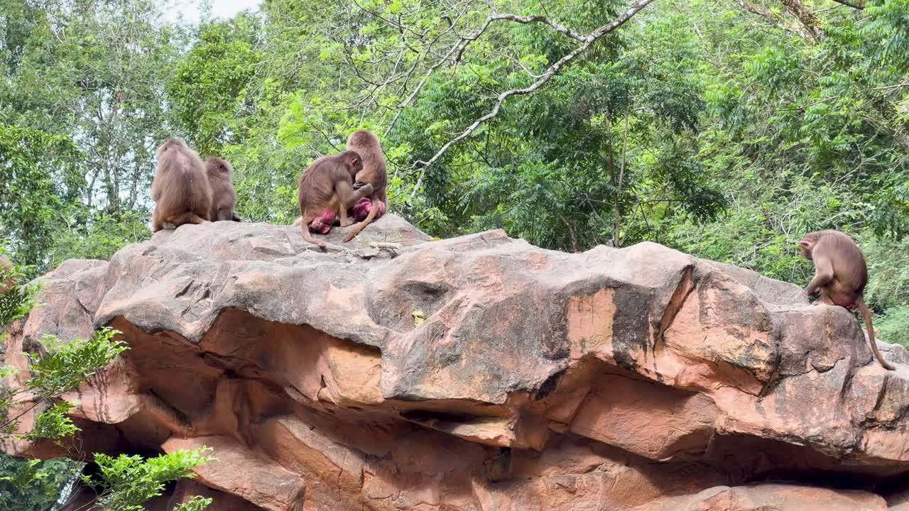 マントヒヒの群れが、緑豊かな森林に囲まれた岩の崖の上に座っています。