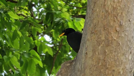 Gran-Myna-Descansando-Sobre-El-Tronco-De-Un-árbol-Tropical---Primer-Plano