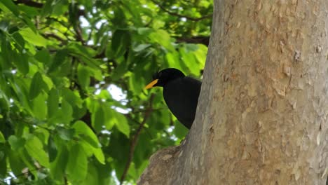 granina descansando en el tronco de un árbol tropical - primer plano