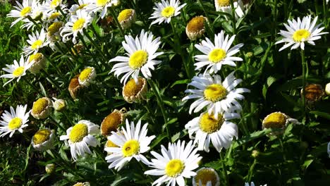 white daisey flowers with insects on them