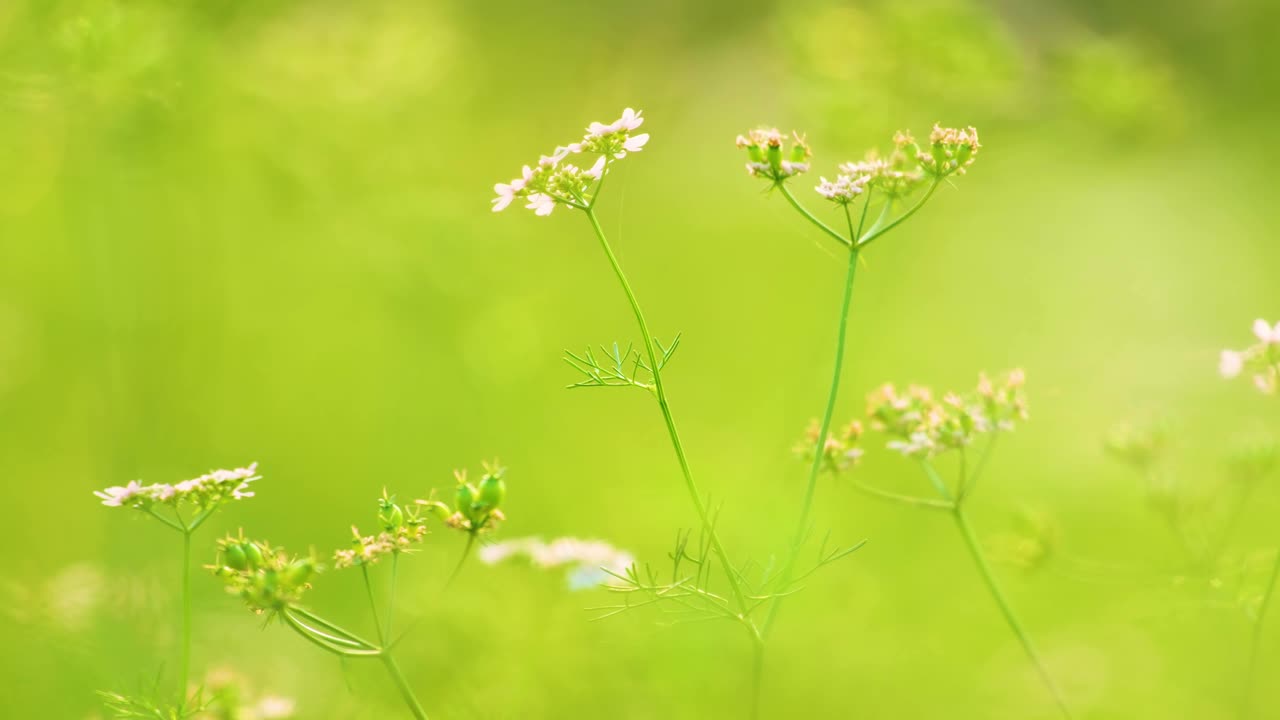 흐려진 배경 을 가진 칠면조 꽃 의 클로즈업