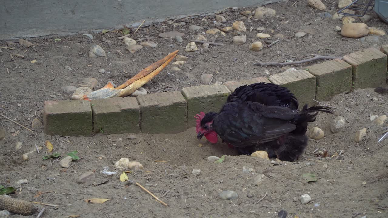 Close-up of a Naked-Neck chicken scratching and digging a hole in the ground in Puszta, Hungary