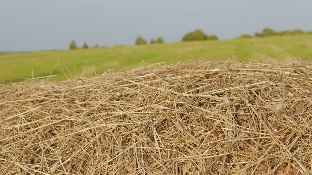 otoño - tiempo de cosecha. balas de heno de cerca. concepto de la agricultura.