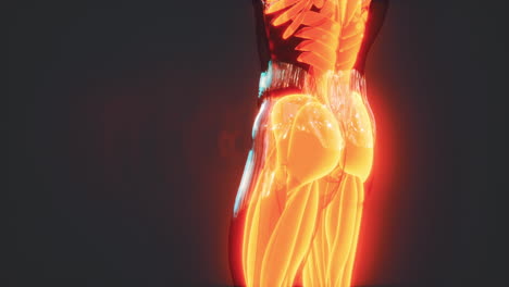 human muscular system anatomical infographic