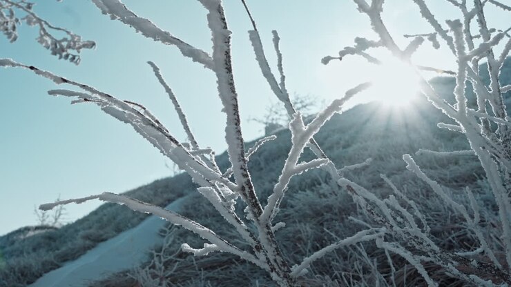 Frozen branches covered in frost with the sun shining through a cold, winter scene