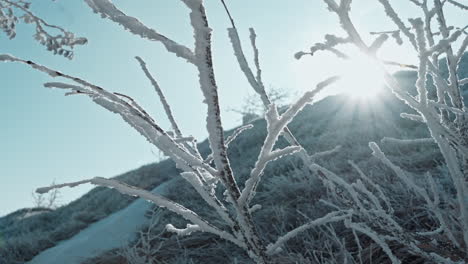 frozen branches covered in frost with the sun shining through a cold, winter scene