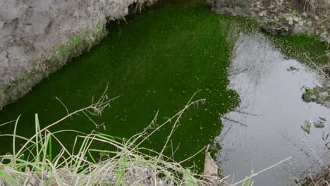 Una-Toma-Dinámica-Del-Agua-Acumulada-En-El-Suelo-Del-árbol-Desarraigado