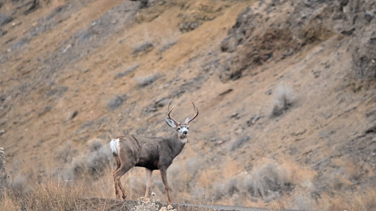 de las montañas a los prados: viaje del ciervo mula a través del lago du bois