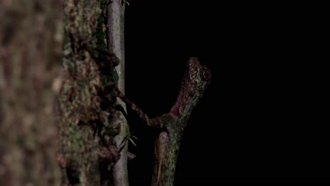 salga de este individuo en lo profundo de la oscuridad del bosque, el dragón volador de blanford, draco blanfordii, tailandia