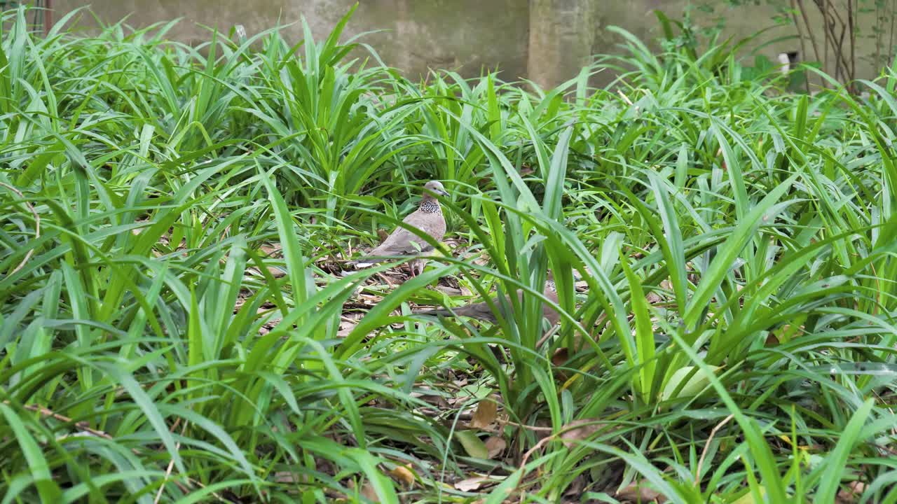 par de palomas en hojas verdes largas de hierba, aves en el concepto de entorno natural, captura diurna, ubicación chengdu, china