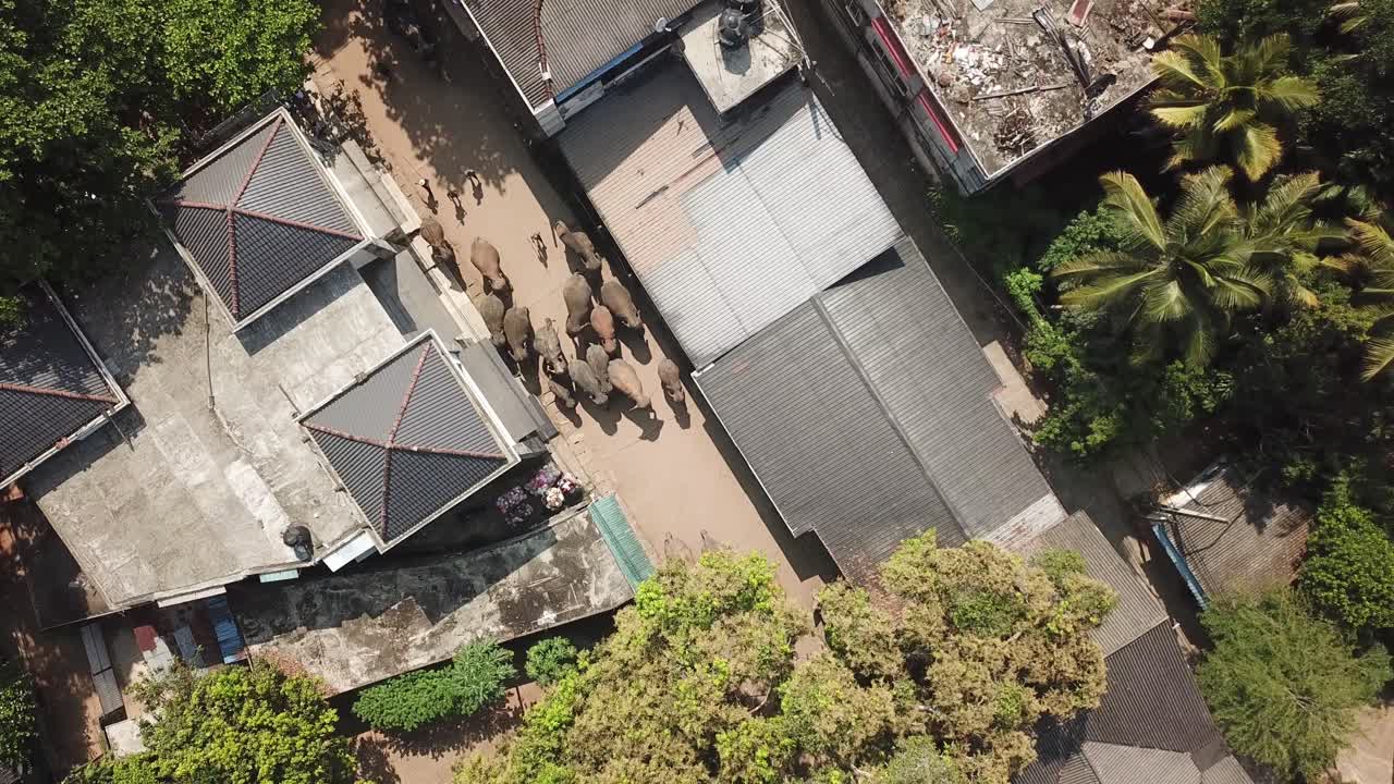 elefantes haciendo su camino por la carretera, moviéndose como un rebaño hacia el río