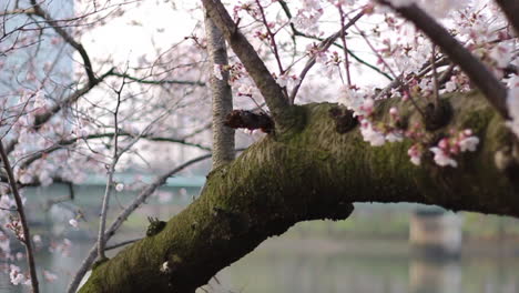 Schwenkvideo-Des-Somei-Yoshino-Kirschblütenbaums-Auf-Einen-Fluss