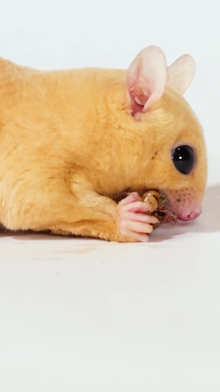 Un petauro dello zucchero color crema tiene e mangia una larva della farina su uno sfondo bianco pulito