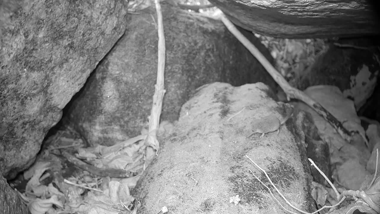 '유라시아'의 '소레크스 아라네우스' (sorex araneus) 는 바위 위에서 빠르게 움직인다.