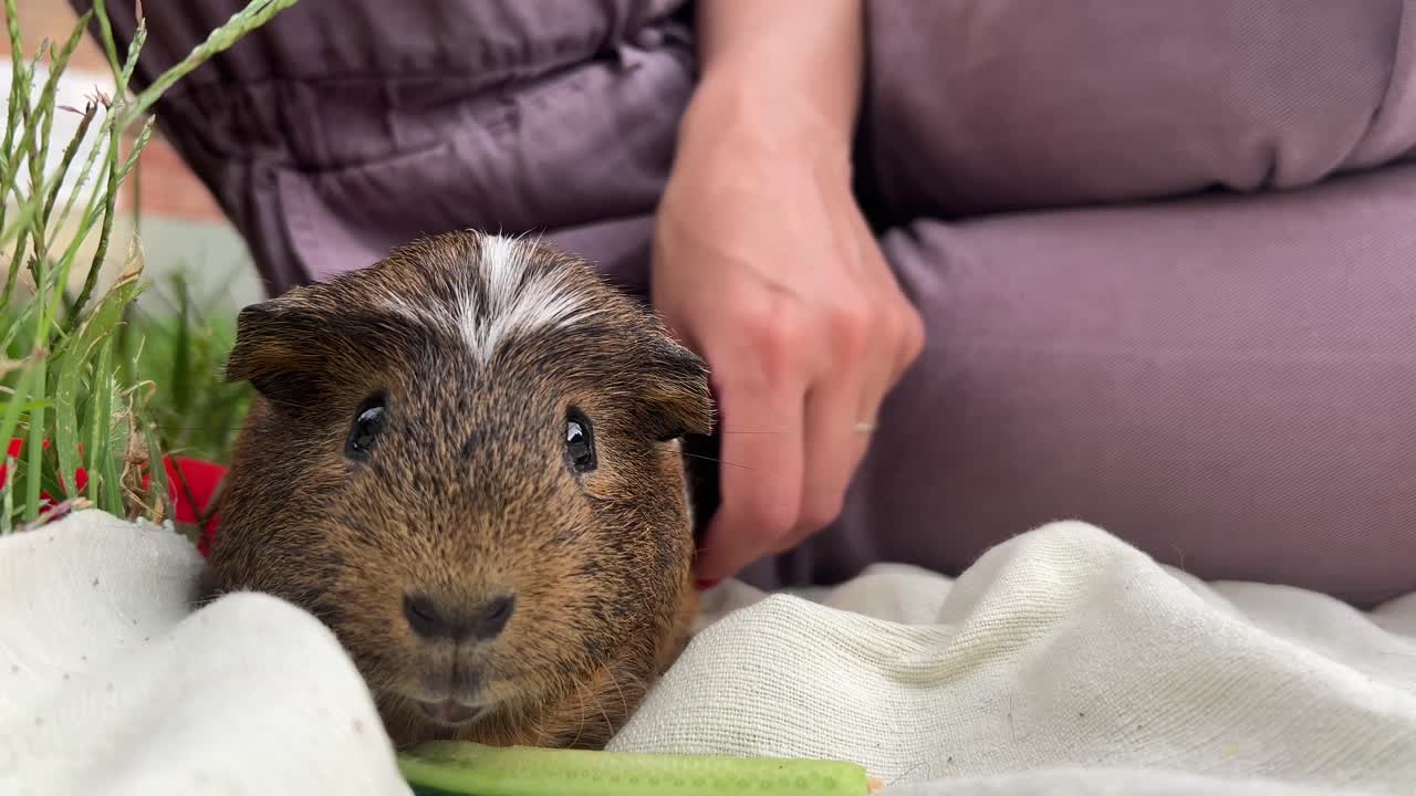 기니피그 를 들고 있는 여자