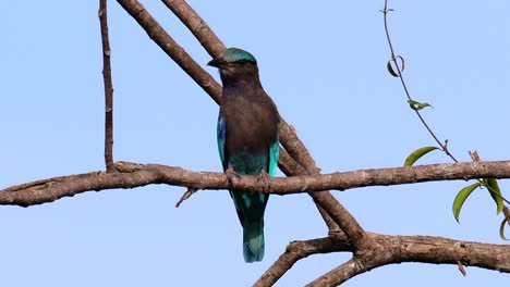 The-Indian-Roller-is-common-in-Thailand,-readily-seen-when-travelling-to-the-province-and-national-parks