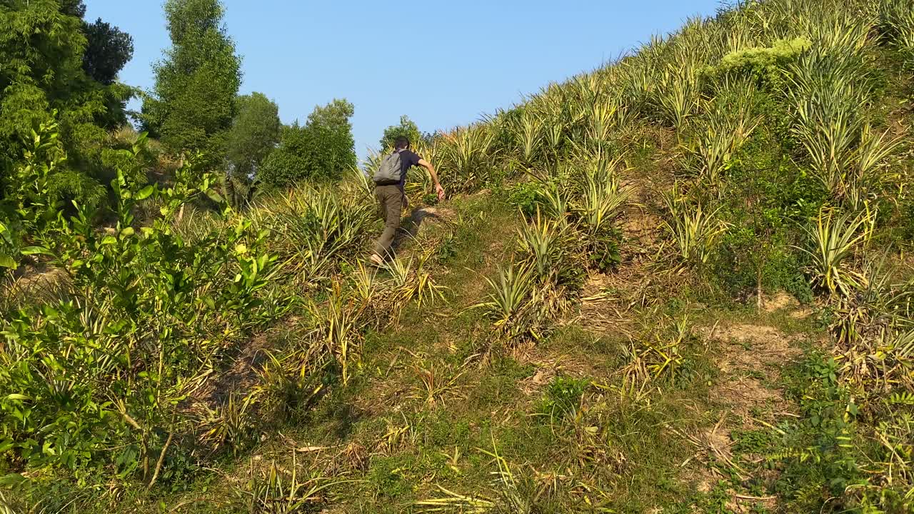 cielo azul claro, hombre subiendo cuesta arriba en un campo de piña, tiro de seguimiento, sylhet