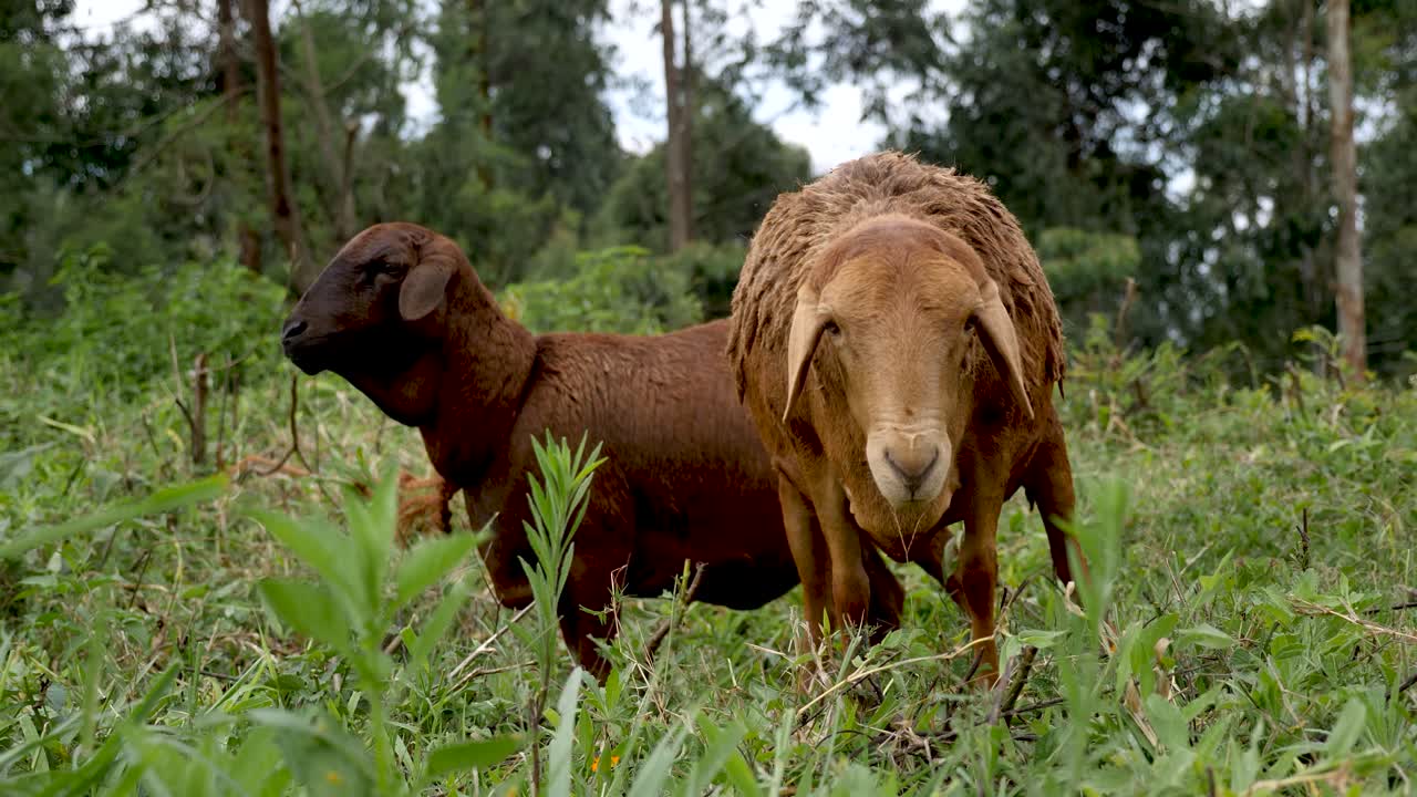 dos ovejas marrones sanas pastando, en el campo junto a los bosques