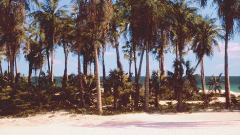 tropical beach with palm trees