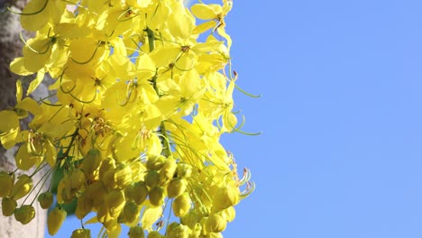 vibrant yellow flowers swaying gently