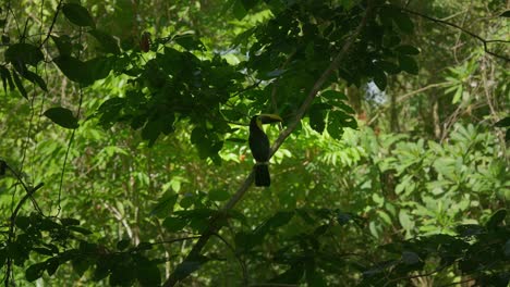 tucán mandibled castaño distante posado en una rama en la densa selva de costa rica