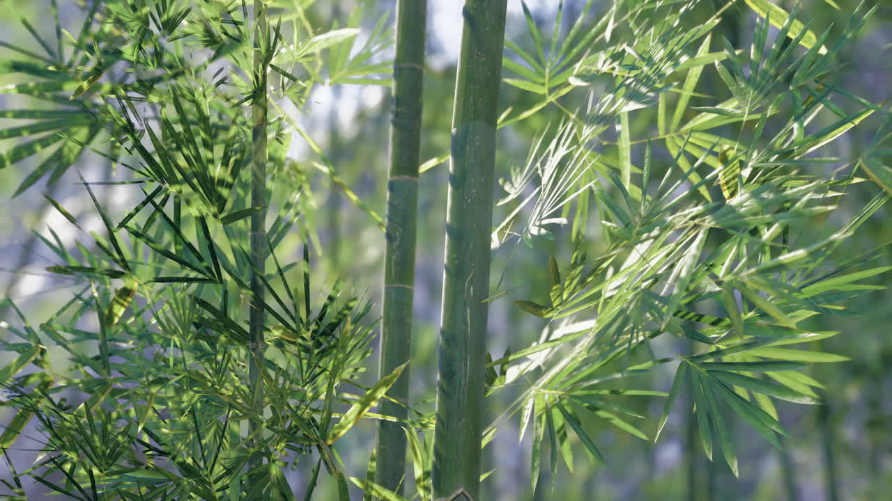 Bamboo forest with vibrant leaves and tall stalks during daylight hours