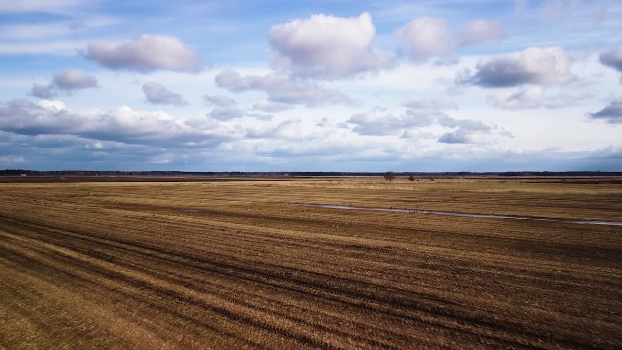 Luftaufnahme aus der Vogelperspektive eines landwirtschaftlichen Feldes mit einer Gruppe Saatgänse an einem sonnigen Frühlingstag; ein mittelgroßer Schwarm hebt ab, aufgenommen mit einer Weitwinkel-Drohne aus großer Höhe, die sich vorwärts bewegt