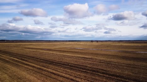 aerial birdseye view agricultural field with group of bean goose in sunny spring day, medium size flock taking off, high altitude wide angle drone shot moving forward