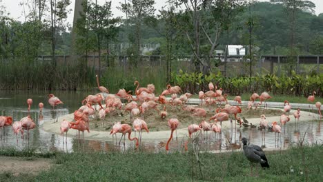 Eine-Gruppe-Amerikanischer-Flamingos-Steht-Auf-Einer-Von-Wasser-Umgebenen-Insel-Im-Zoo